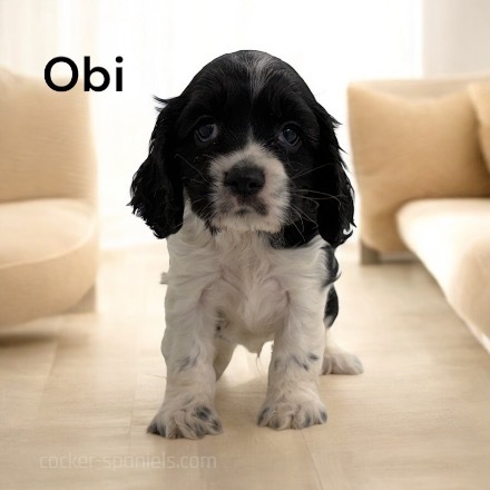 puppy, for, sale, Cocker Spaniel, Joe & Cherri  Overlease, dog, breeder, Miller, MO, dog-breeder, puppy-for-sale, forsale, nearby, find, puppyfind, locator, puppylocator, aca